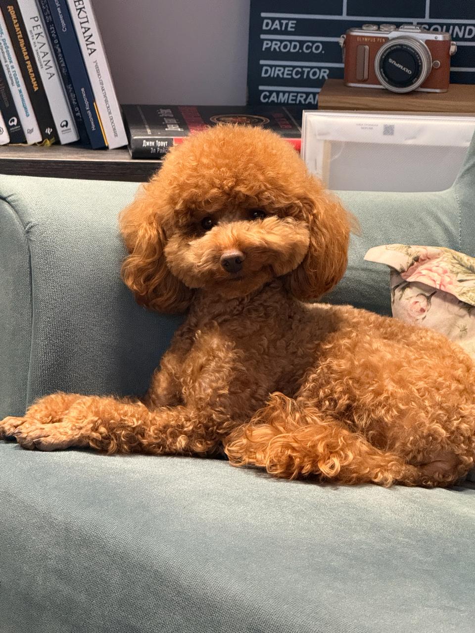 Как продвигать контент в МАКС: живой разбор на основе опыта с Telegram